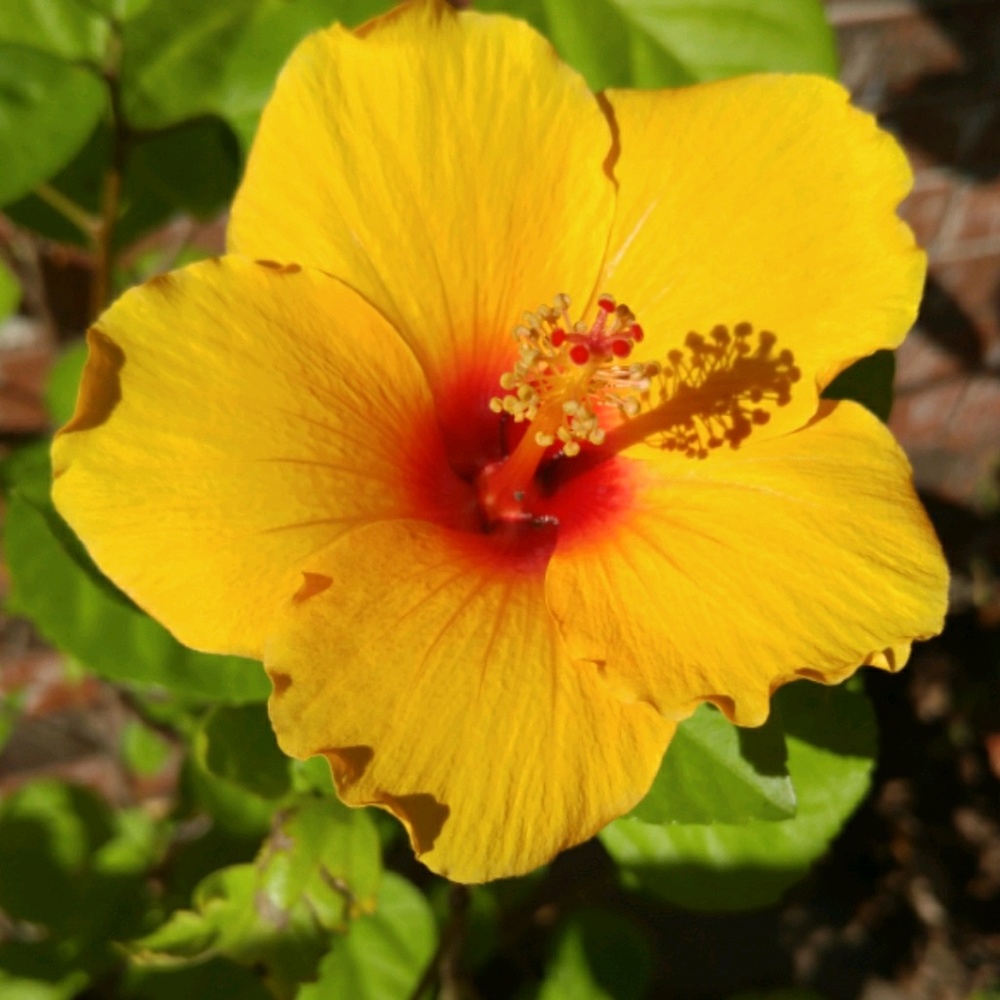 Meet your Posher, Cecilia